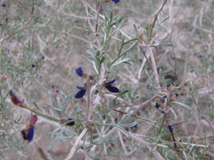 Psorothamnus arborescens simplicifolius