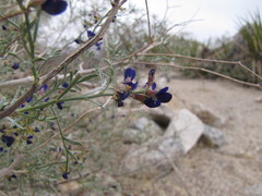 Psorothamnus arborescens simplicifolius