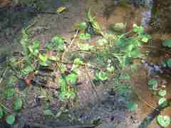 Caltha natans