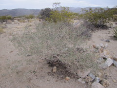 Psorothamnus arborescens simplicifolius