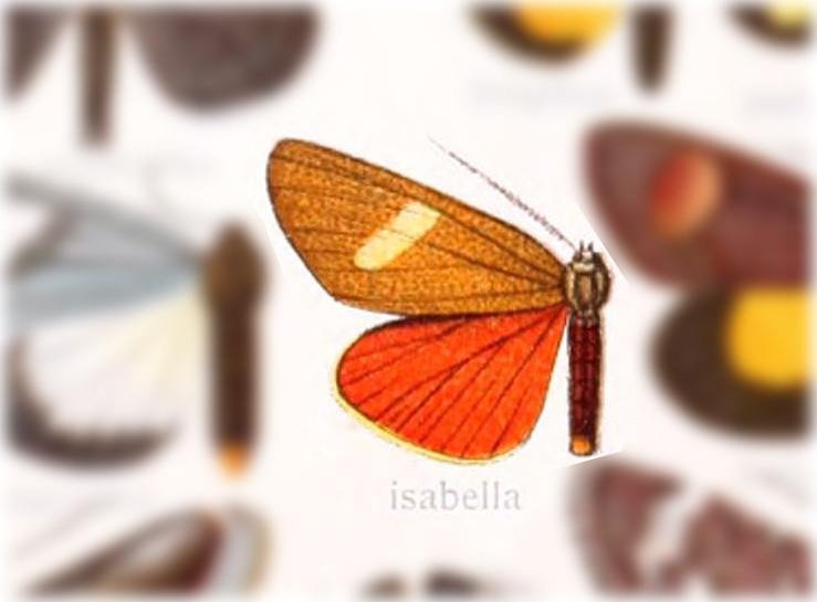 Rhosus isabella