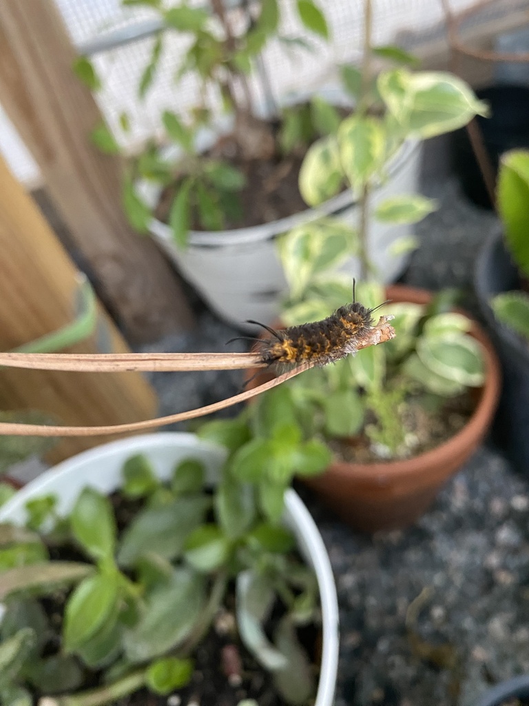 Yellowbanded Wasp Moth from China Grove Church Rd, Moultrie, GA, US on