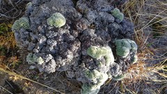 Pimelea sericeovillosa pulvinaris