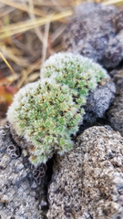 Pimelea sericeovillosa pulvinaris