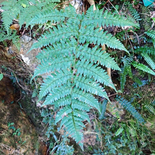 Dryopteris simasakii iNat (1)