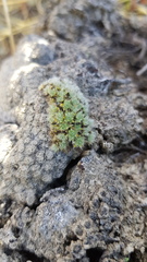 Pimelea sericeovillosa pulvinaris