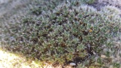 Pimelea sericeovillosa pulvinaris