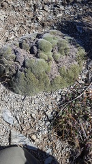 Pimelea sericeovillosa pulvinaris