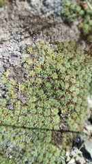 Pimelea sericeovillosa pulvinaris