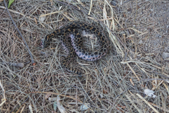 Crotalus polystictus