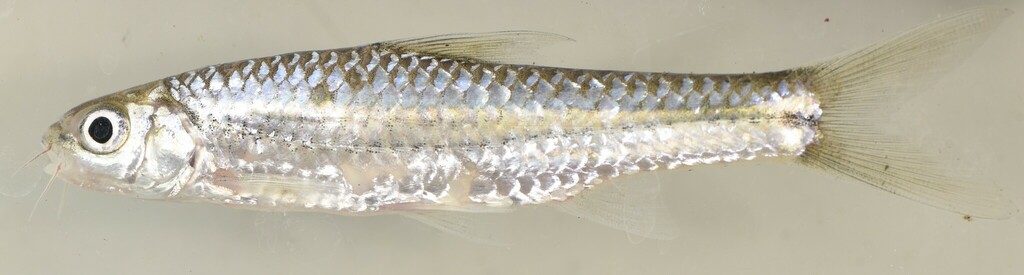 Enteromius arcislongae