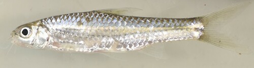 Longarch barb (Enteromius arcislongae) — Cyprinidae — 3