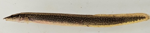 Malawi spinyeel (Mastacembelus shiranus) — Mastacembelidae