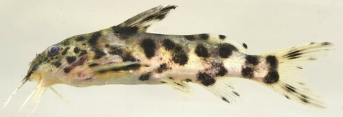 Malawi catfish (Synodontis njassae) — Mochokidae — 5