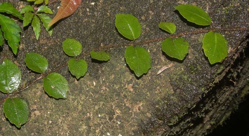 Pileostegia viburnoides iNat (1)