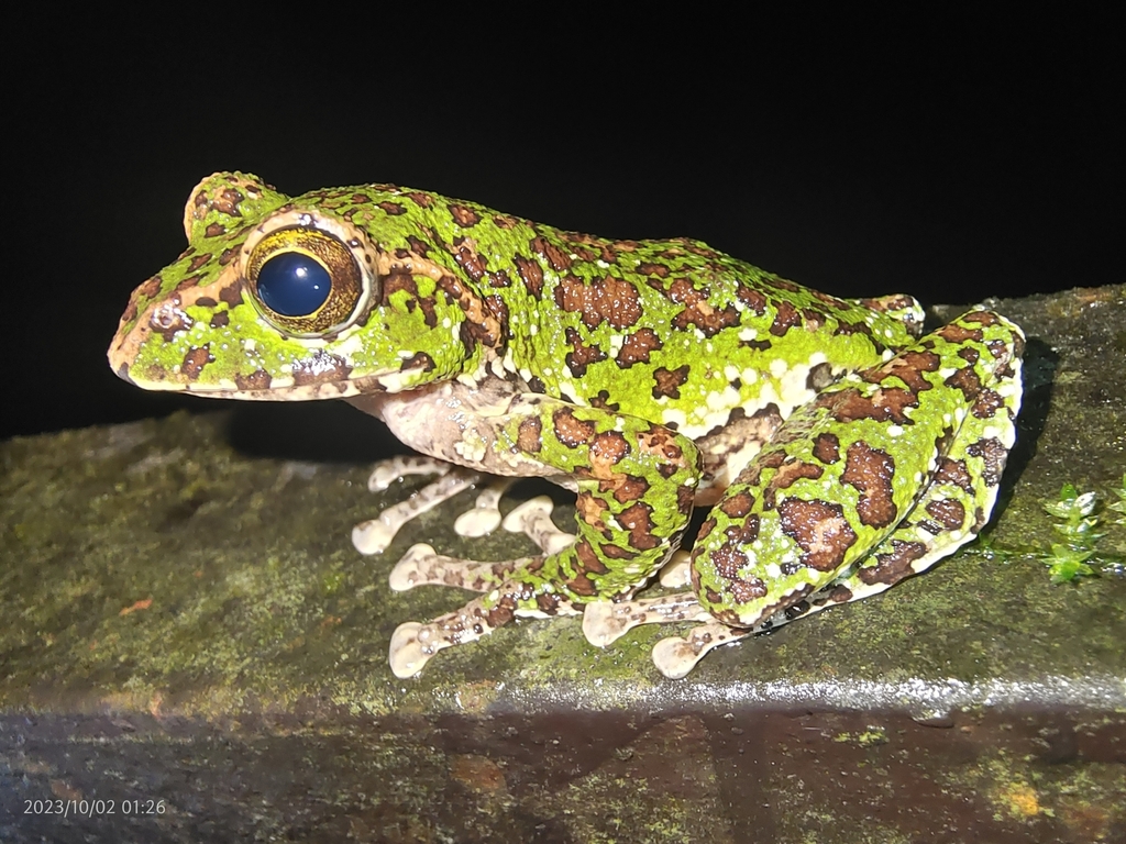 Dubois' Whipping Frog