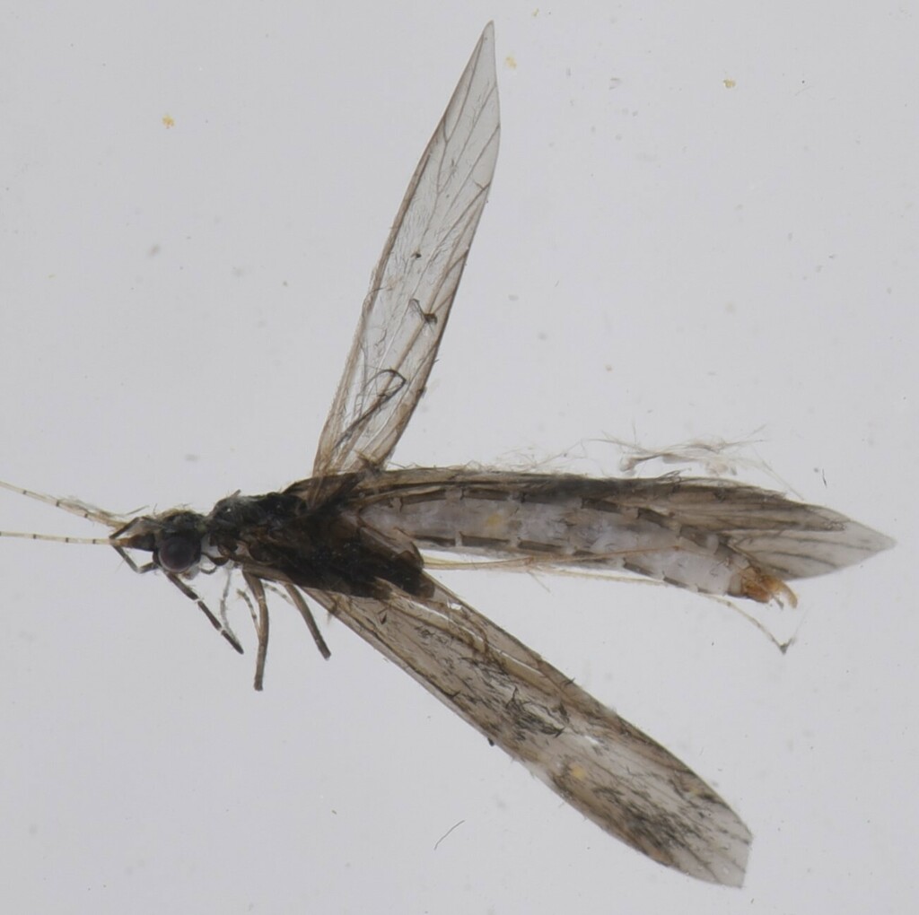Trichosetodes