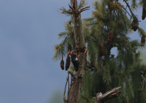 Subspecies Dryobates cathpharius cathpharius · iNaturalist