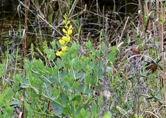 Baptisia sphaerocarpa