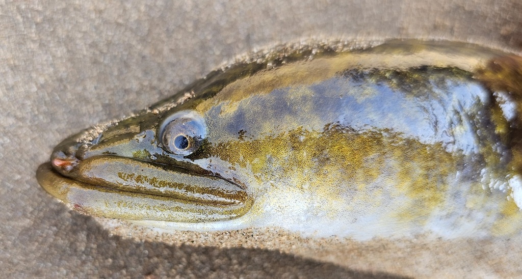 African Mottled Eel
