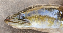 African Mottled Eel photo 1