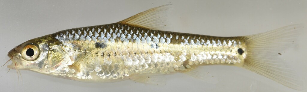 Longarch barb (Enteromius arcislongae) — Cyprinidae