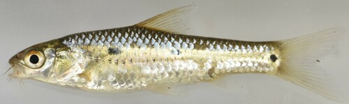 Longarch barb (Enteromius arcislongae) — Cyprinidae