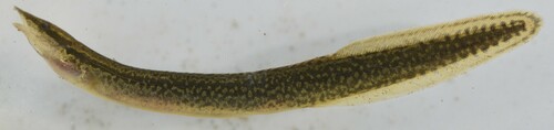 Malawi spinyeel (Mastacembelus shiranus) — Mastacembelidae — 5