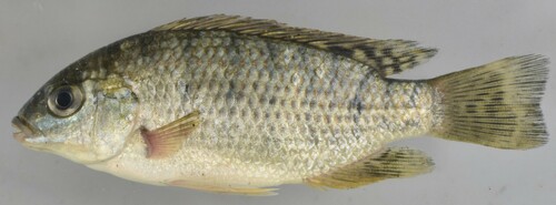 Oreochromis shiranus