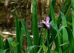 Iris brevicaulis