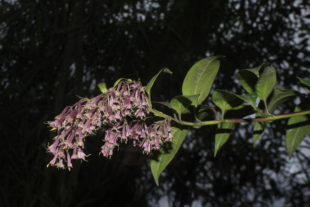 Mikania stuebelii