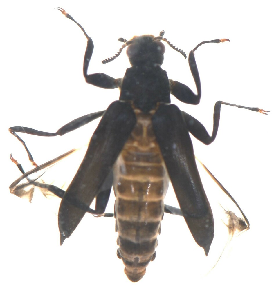 Potamodytes major