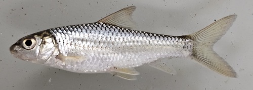 Johnston's barb (Labeobarbus johnstonii) — Cyprinidae — 5