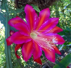 Disocactus ackermannii