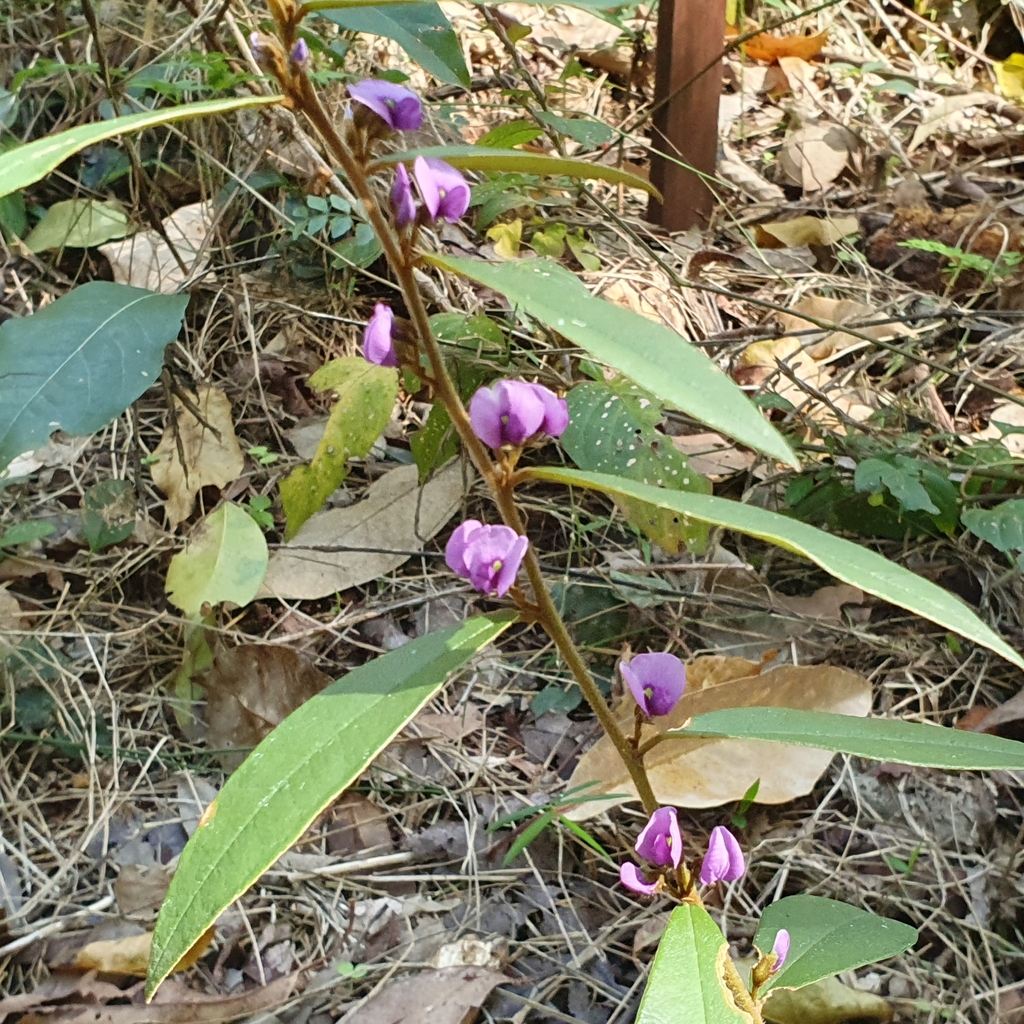 Purple Bush Pea From Chapel Hill Qld Australia On July