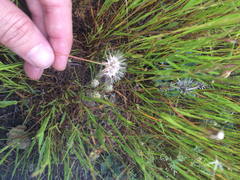 Microseris douglasii