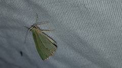 Nemoria lixaria