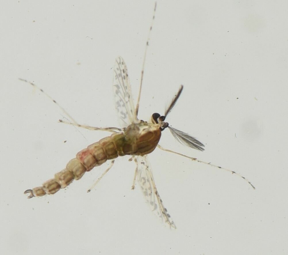Tanypus brevipalpis