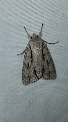 Acronicta lobeliae