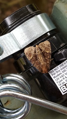 Phosphila turbulenta