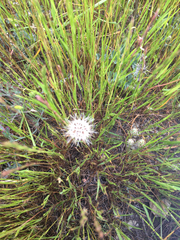 Microseris douglasii