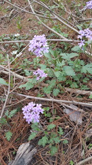 Glandularia canadensis