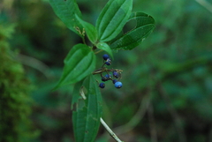 Miconia glaberrima