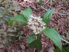 Miconia glaberrima