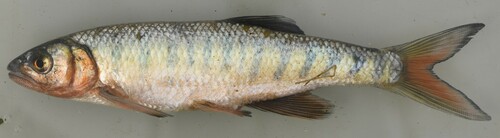 Lake trout (Opsaridium microcephalum) — Cyprinidae — 2