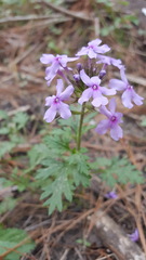Glandularia canadensis