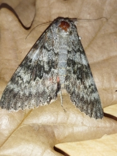 French Red Underwing, Chirpan, Bulgaria, photo 8 of 10