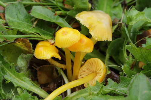 Glutinous Waxcap
