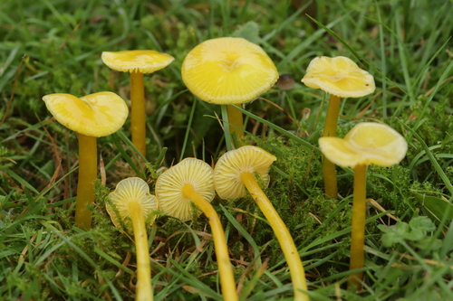 Glutinous Waxcap