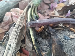 Angolan Spade-Snouted Worm Lizard photo 2